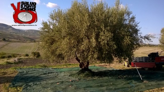 Parliamo di agricoltura (veramente) BIOLOGICA con Giuseppe dell’azienda agricola Bonanno (Tyracia). 17/12/2015