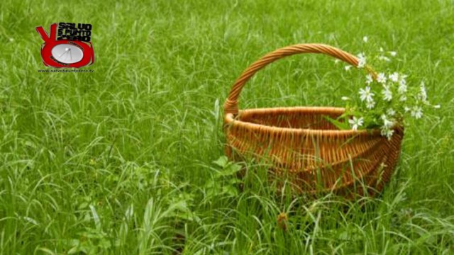 Raccolta erbe spontanee dal giardino di casa. 29/11/2016.