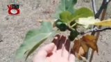Aggiornamenti dall’orto. Miscappaladiretta 05/07/2017.